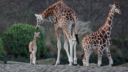 Giraffes at Dublin Zoo Giraffes at Dublin Zoo