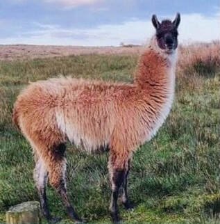 llama in field