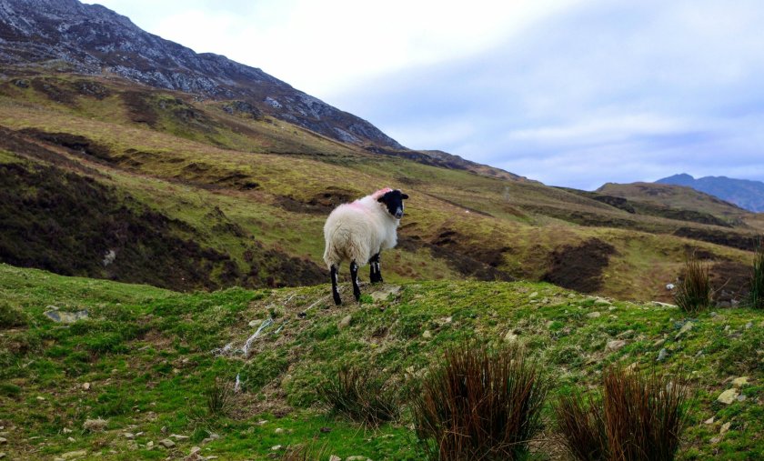 sheep on grass 
