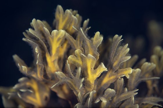 underwater marine life 