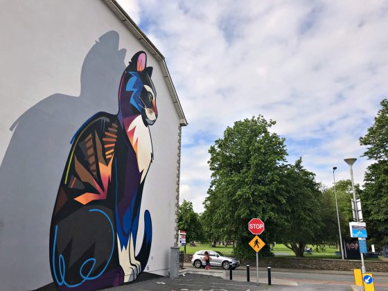 vibrant cat street painting in waterford city